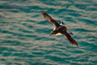 Alkoun uzkozoby - Uria aalge - Common Murre 1208